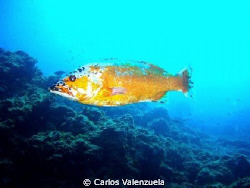 This is an Island Grouper (Abade) from the Marine Resrve ... by Carlos Valenzuela 
